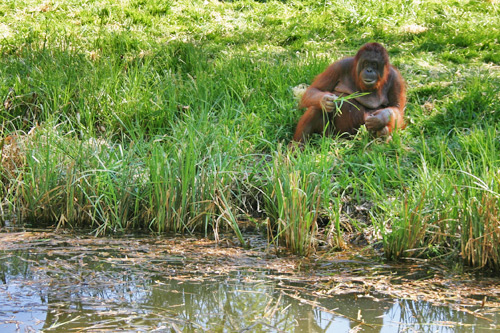 orang outan de Borneo
