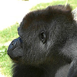 Fondation John Aspinall protection des gorilles