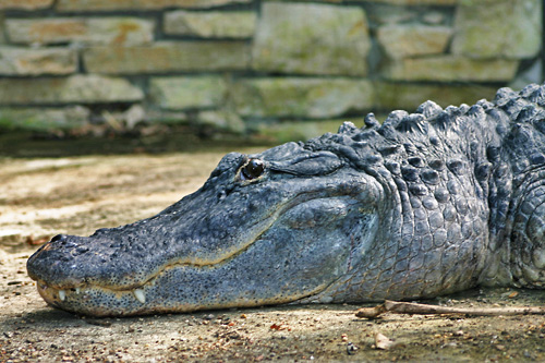 alligator du Mississipi