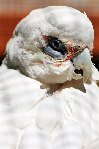 cacatoes à oeil nu, cacatua sanguinea