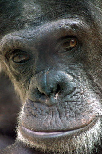 photo de chimpanzé