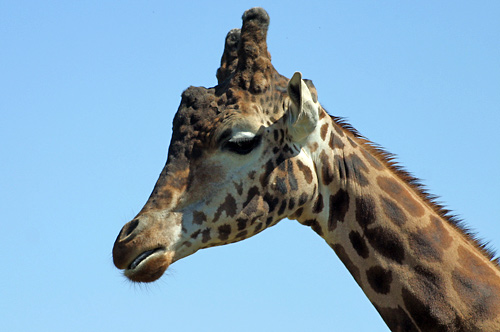 photographie girafe