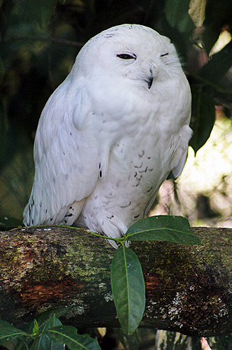 harfang des neiges