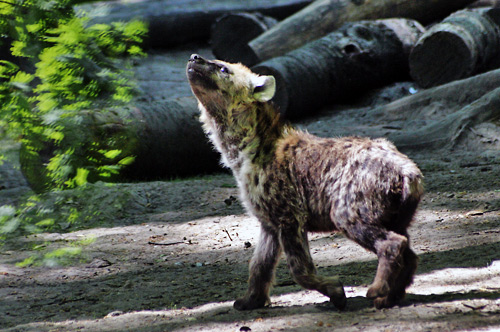 photo d'une hyène tachetée