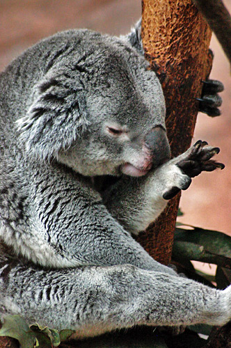 koala du queensland