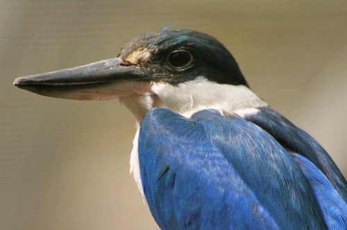 kookaburra à ailes bleues