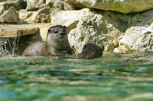 loutre naine d'Asie