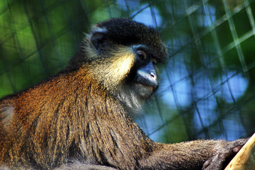 moustac cercopithecus sephus