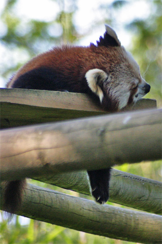 photo de panda roux