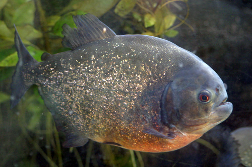 photo de piranha rouge