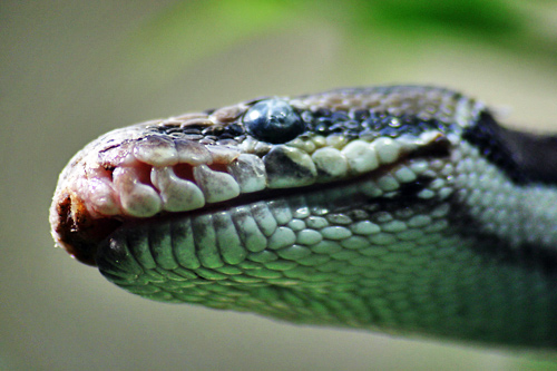 python molure