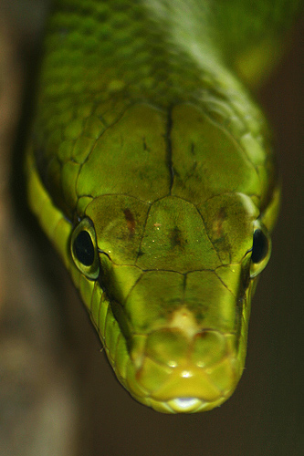 serpent ratier queue rouge