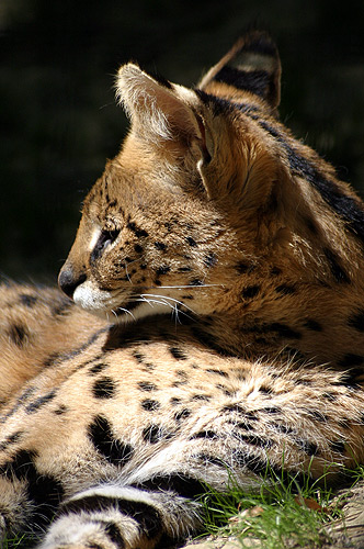 photo de serval