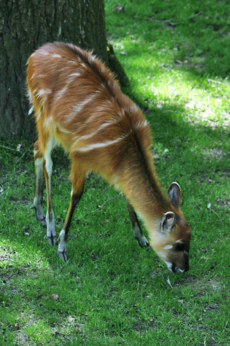 sitatunga ou guib d'eau