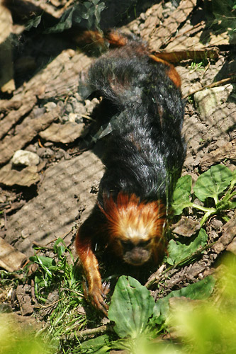 tamarin noir à tête dorée