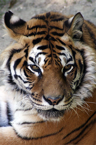 tigre