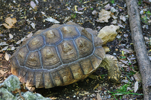 tortue striée photo