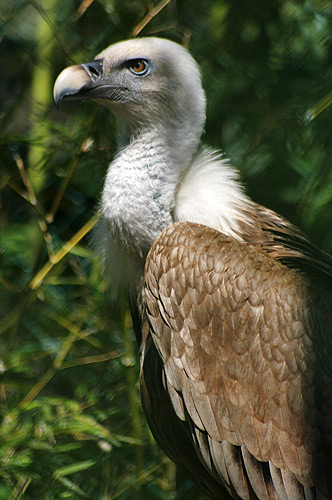 photo d'un vautour fauve gyps fulvus