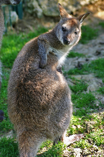 photo de wallaby de Bennett