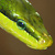 Portrait d'un reptiles