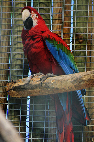 Photographie du ara chloroptère ara chloroptère