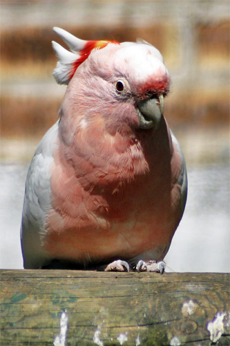 Photographie d'un cacatoès de leadbeater cacatoes de leadbeater
