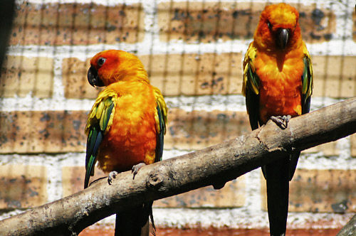 conure soleil, aratinga solstitialis