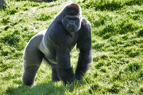 gorille des plaines de l'ouest, lowland western gorilla gorillinés