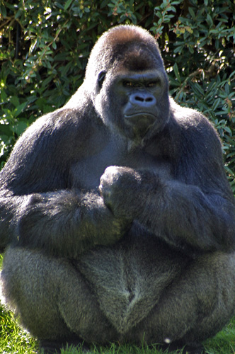 gorillinae, primate anthropoïde