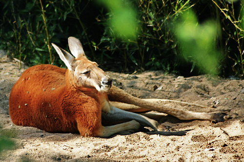 kangourou roux