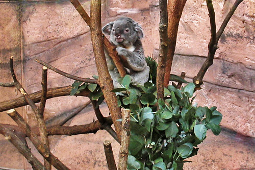 koalas beauval