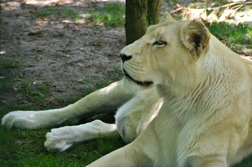 panthera leo krugensis