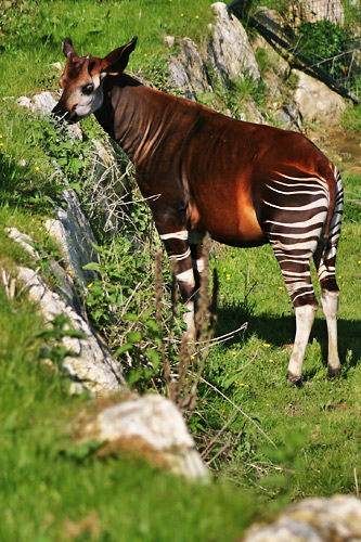 okapi, okapia johnstoni