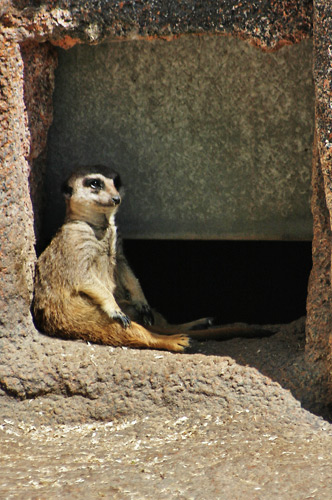 suricate