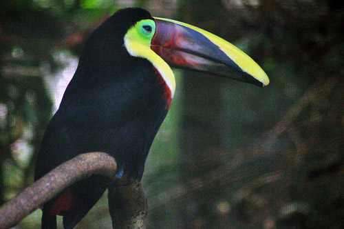 Photographie du toucan de swainson toucan de swainson, ramphastos ambiguus swainsonii